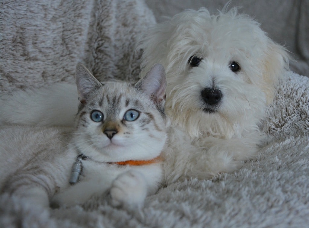 Les meilleures habitudes pour prendre soin de ses animaux